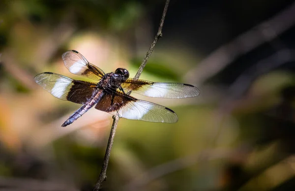 Eine Verwitwete Libelle Hält Sich Scotts Run Lake Osten Pennsylvanias — Stockfoto