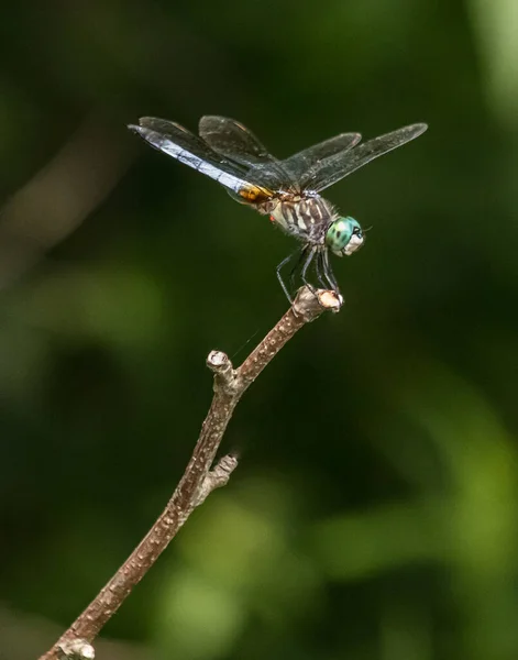 Une Libellule Dasher Bleue Tient Sur Bout Une Brindille Été — Photo