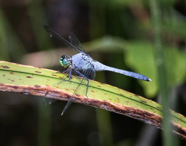Eine Blaue Bindestrich Libelle Ruht Momentan Auf Einem Sägeblatt Osten — Stockfoto