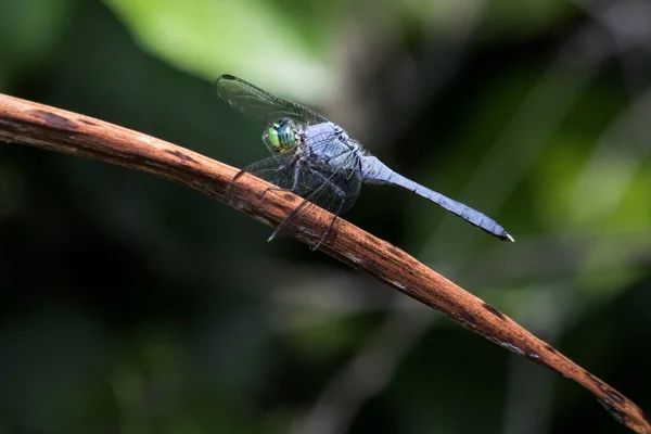 Eine Blaue Bindestrich Libelle Hält Sich Auf Einem Braunen Blatt — Stockfoto