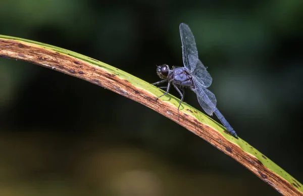 Eine Schieferfarbene Libelle Hält Sich Auf Einem Braunen Blatt Vor — Stockfoto