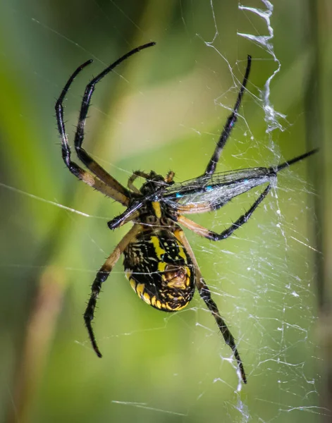 Uma Aranha Preta Amarela Agarra Uma Vítima Libélula Presa Sua — Fotografia de Stock