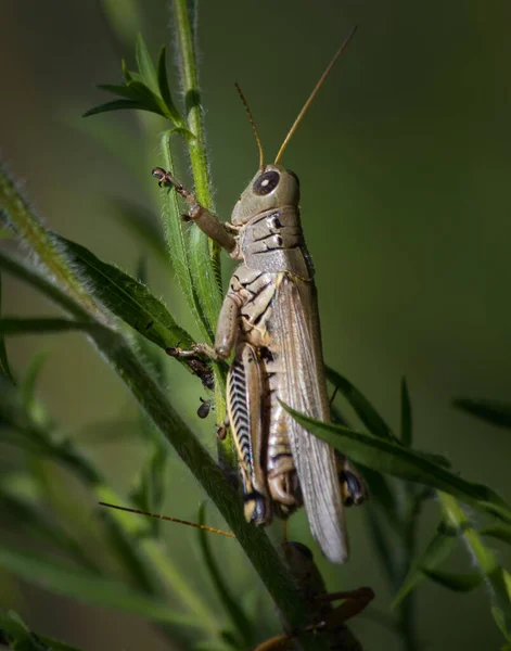 Diiferential Grasshopper Climbing Green Plant Meadow Summertime Eastern Pennsylvania — Stock Photo, Image