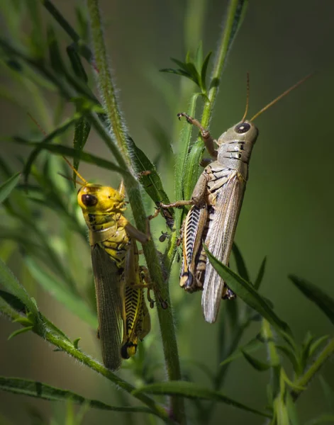 Chance Meeting Two Grasshoppers Next Pond Berks County Pennsylvania — Stock Photo, Image