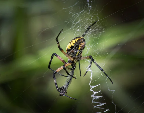 一只黄黑相间的花园蜘蛛正准备把蜻蜓包起来 待会再吃 — 图库照片