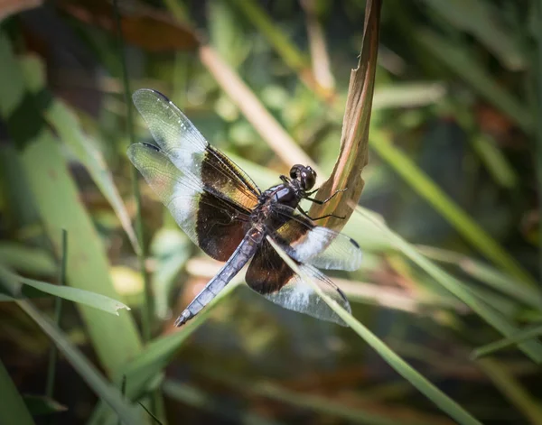 Eine Verwitwete Libelle Klammert Sich Eine Pflanze See Bevor Sie — Stockfoto