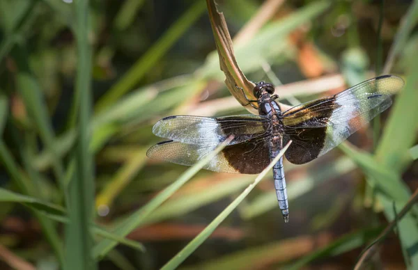 Eine Witwe Skimmer Libelle Hält Ihren Platz Für Einen Moment — Stockfoto