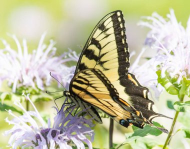 A yellow swallowtail butterfly feeding on a bee balm flower in a meadow in eastern Pennsylvania clipart