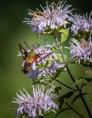Temizleyen bir sinekkuşu güvesi, mor arı merhemi çiçeklerinden elde edilen nektarla beslenir.