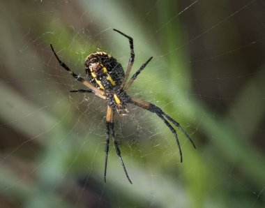 Bir küre dokumacı örümcek yaz otlağında ağıyla çalışır.