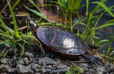 A painted turtle stretches its legs on a rocky shore next to a lake in Hamburg, PA clipart