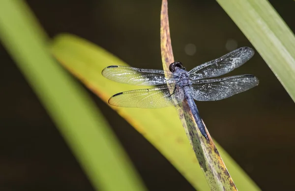 Una Libélula Skimmer Pizarra Descansa Junto Scotts Run Lake Este — Foto de Stock