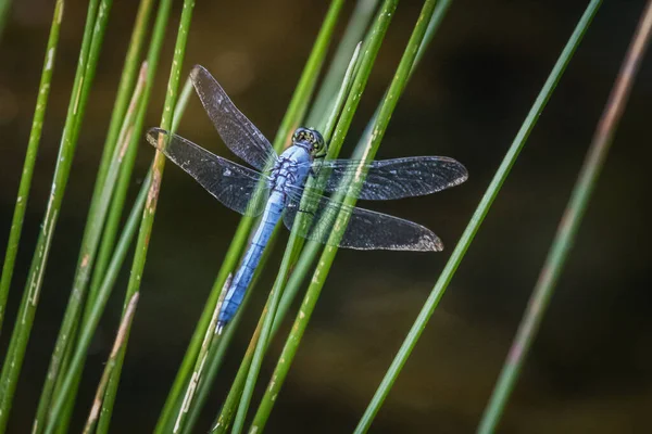 Eine Blaue Bindestrich Libelle Hält Sich Auf Schilf Neben Einem — Stockfoto