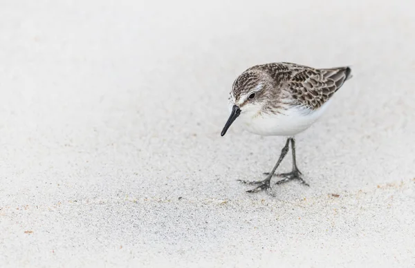 Een Zwervende Walvogel Zoekt Voedsel Aan Rand Van Het Water — Stockfoto