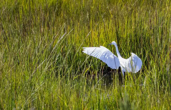 Bílý Volavka Hledá Potravu Mokřinách Great Bay National Wildlife Refuge — Stock fotografie