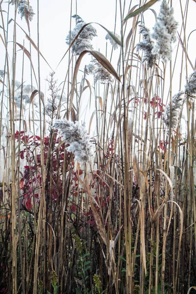Flora Pattern Composition Saltwater Arbubs Plants Long Beach Island — Photo