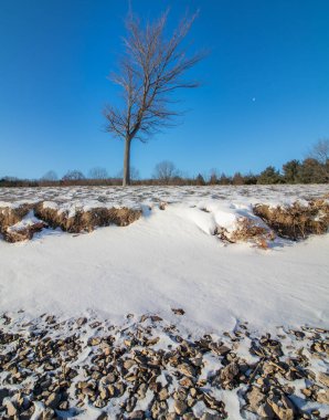Karla kaplı bir sahilin dikey görüntüsü ve doğu Pennsylvania 'daki Blue Marsh Gölü' nde tek bir ağaç.