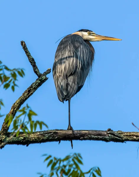 Ein Großer Blauer Reiher Steht Auf Einem Ast Auf Einem — Stockfoto