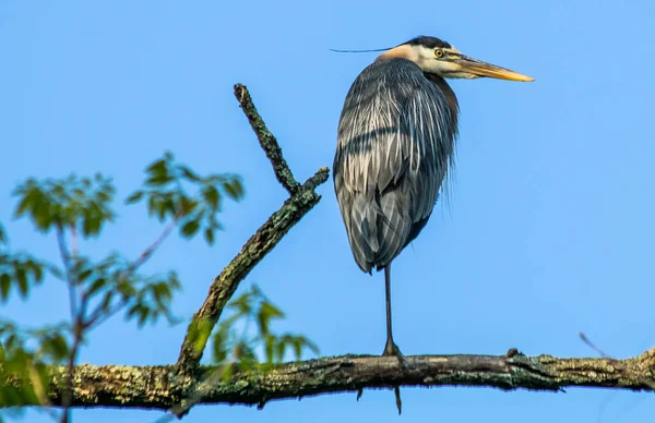 Ein Großer Blauer Reiher Steht Auf Einem Ast Auf Einem — Stockfoto