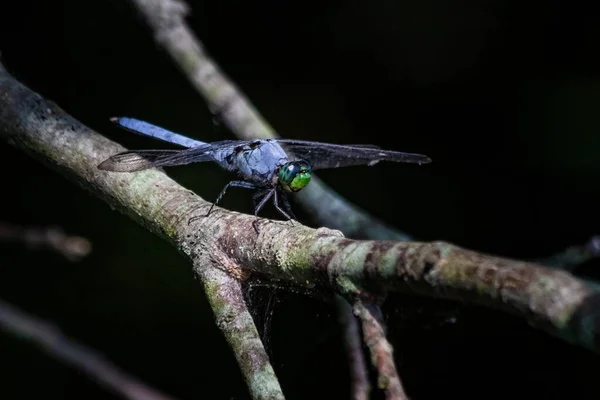 Eine Blaue Bindestrich Libelle Auf Einem Zweig Scotts Run Lake — Stockfoto