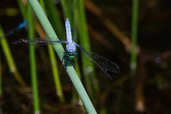 Una Libélula Dasher Azul Descansa Brevemente Sobre Una Delgada Planta — Foto de Stock