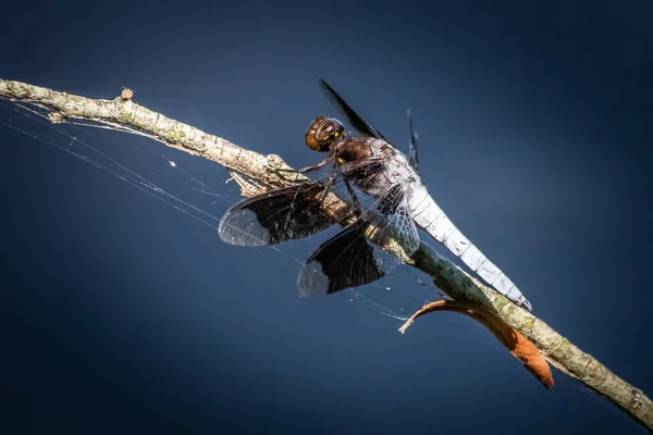 Eine Verwitwete Libelle Hält Eine Sekunde Auf Einem Winzigen Ast — Stockfoto