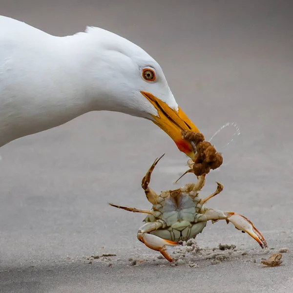 Eine Unglückliche Krabbe Wird Strand Von Holgate Von Einer Heringsmöwe — Stockfoto