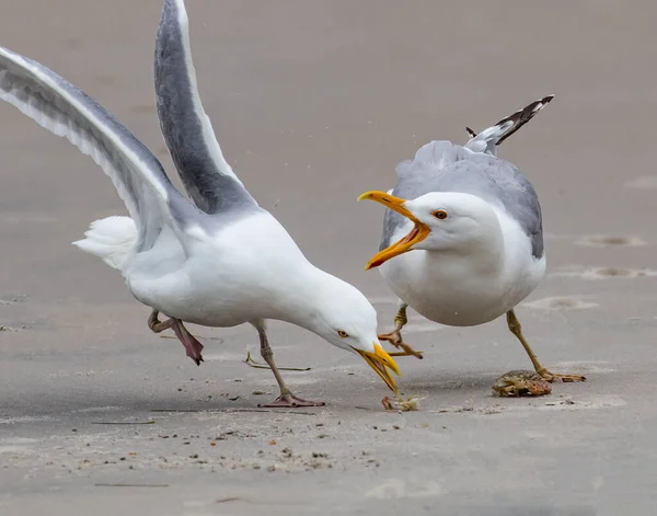 Two Herring Gulls Fight What Left Small Crab Meal Beach — Stock Photo, Image