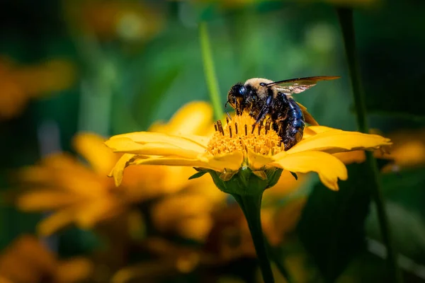 Een Hommel Draagt Stuifmeel Van Naar Een Gele Madeliefje Oost — Stockfoto