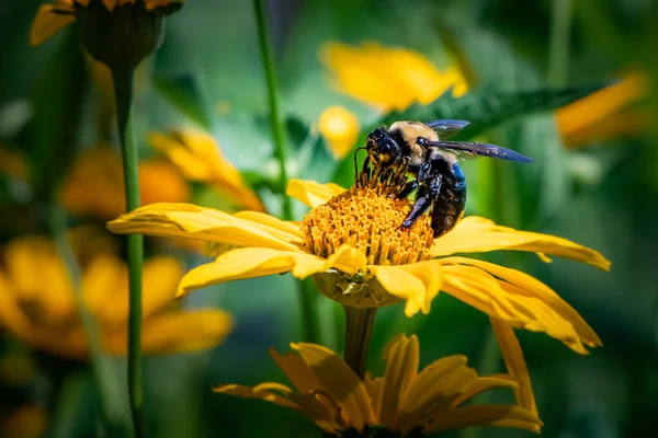 Een Hommel Werkend Weg Een Helder Gele Bloem Een Pennsylvania — Stockfoto