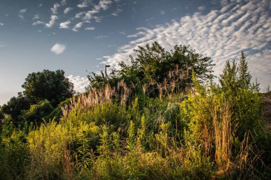 Doğu Pensilvanya 'da mavi gökyüzünün altında kalın bir yaz çayırı ve kabarık bulutlar.