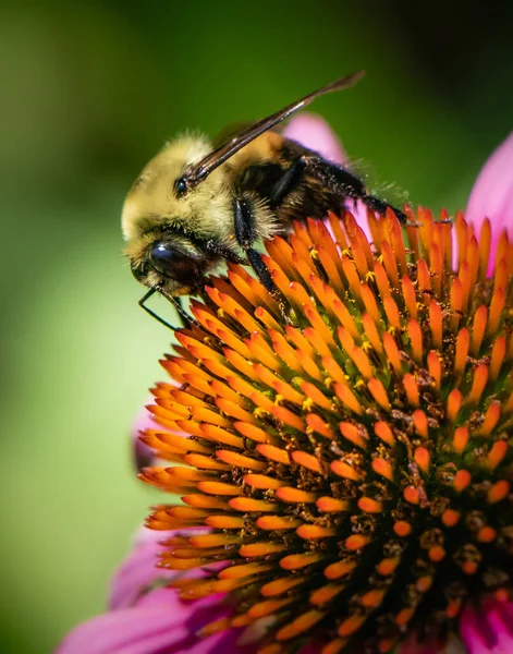 American Bumble Bee Abre Camino Través Una Flor Echinacea Sobre —  Fotos de Stock