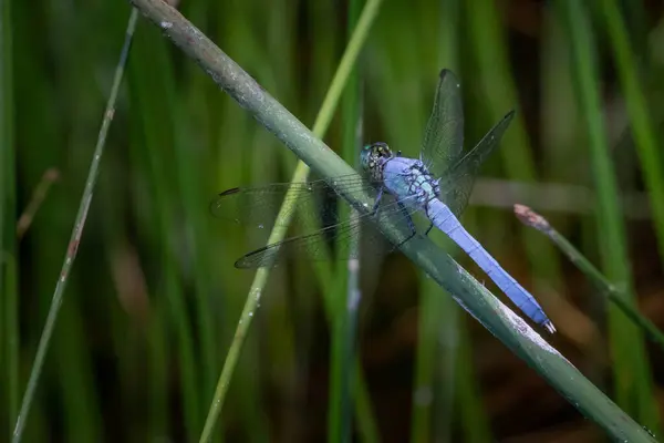 Dragón Blue Dasher Descansando Una Parcela Plantas Junto Lago Scotts — Foto de Stock