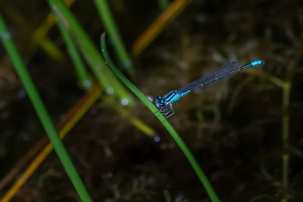 Dragón Azul Iridiscente Sólo Descansa Una Planta Junto Lago Este —  Fotos de Stock