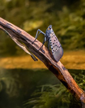 Bulanık doğal bir arka planda, talaş dalında benekli bir lanternfly.