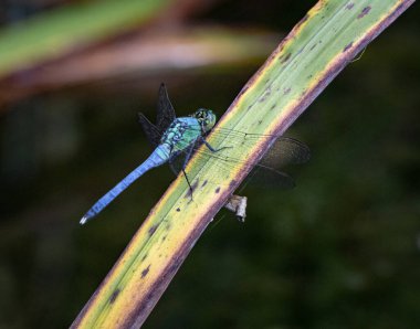 Mavi bir yusufçuk sineği, Fransız Creek Eyalet Parkı 'ndaki Scotts Run Gölü' nün yanındaki çim yaprağının üzerinde dinleniyor.