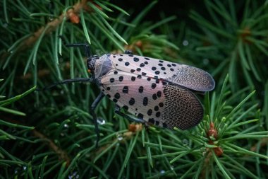 Berks County 'de tek bir benekli lanternfly portresi.