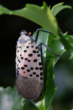Berks County 'de tek bir benekli lanternfly' ın dikey portresi.