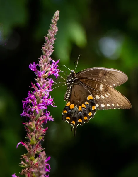 Ein Schwarzer Schwalbenschwanz Schmetterling Ernährt Sich Von Einer Heidekraule Auf — Stockfoto