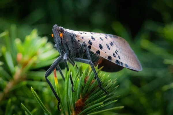 Ritratto Una Lanterna Maculata Uno Sfondo Naturale Nella Contea Berks — Foto Stock