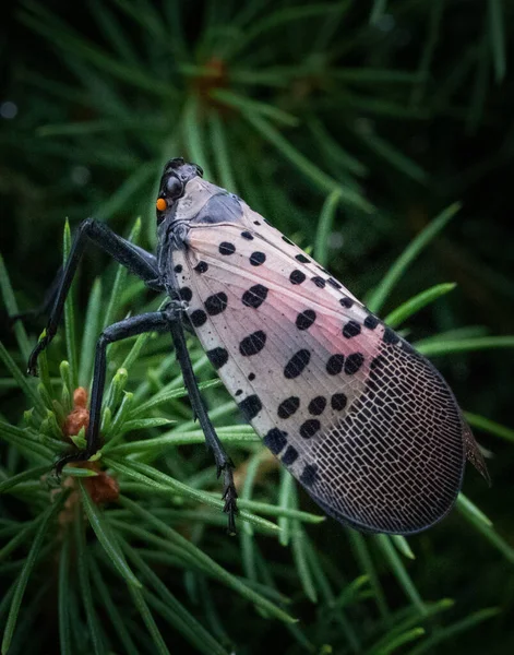 Portrait Single Spotted Lanternfly Natural Background Berks County — Stock Photo, Image