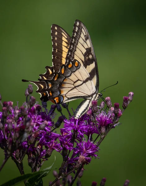 Papillon Hirondelle Jaune Nourrit Fleurs Sur Fond Vert Dans Une — Photo