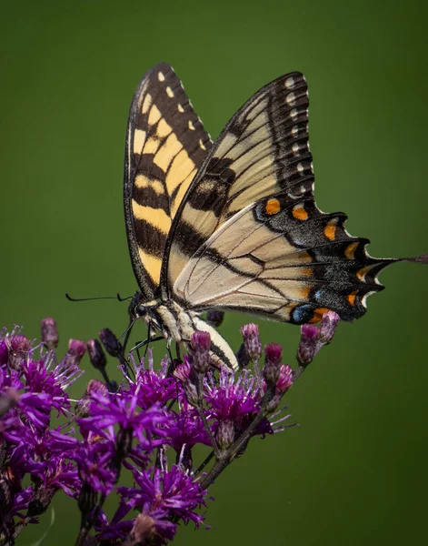 Papillon Hirondelle Tigre Est Nourrit Fleurs Sur Fond Vert Dans — Photo