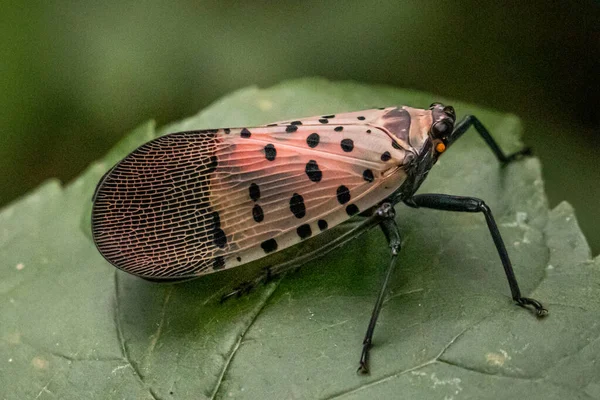 Portrait Single Spotted Lanternfly Natural Background Berks County — Stock Photo, Image