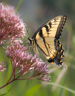 A yellow swallowtail butterfly feeding on some small pink flowers in a summer meadow clipart