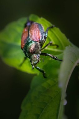 Bulanık yeşil bir arka plana karşı doğada bir Japon Böceğine yakın çekim