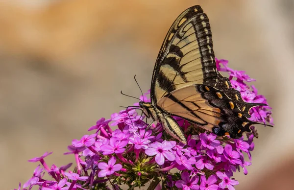 Papillon Queue Hirondelle Jaune Nourrissant Petites Fleurs Violettes Sur Fond — Photo