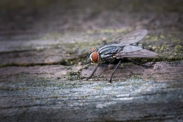Close Housefly Standing Piece Wood Outdoors — Stock Photo, Image