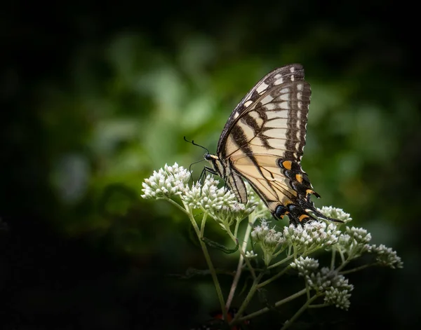 Papillon Queue Hirondelle Jaune Nourrit Petites Fleurs Blanches Sur Fond — Photo