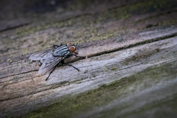 Close Flesh Fly Standing Piece Wood Outdoors — Stock Photo, Image
